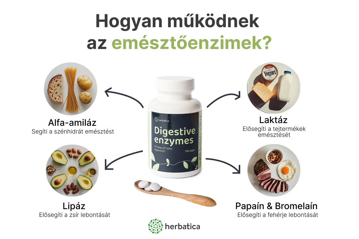 Hogyan működnek az emésztőenzimek